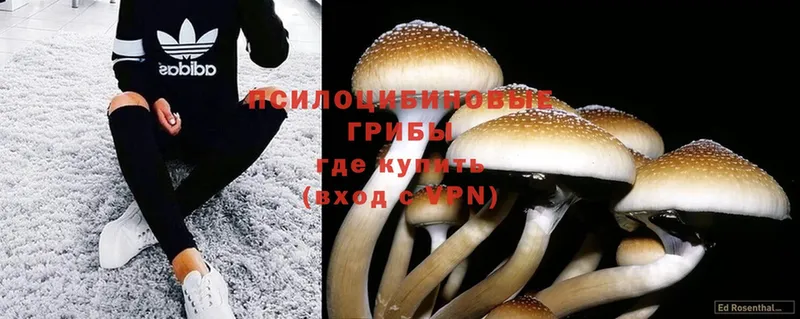 kraken зеркало  Полысаево  Галлюциногенные грибы Psilocybine cubensis  что такое  